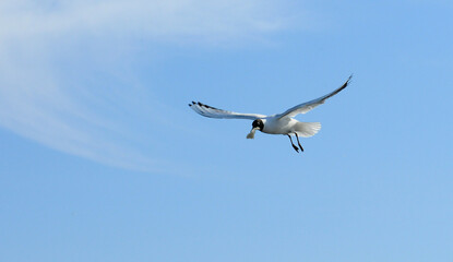 Birds of Ukraine.Gulls fly against the blue sky. Wintering waterfowl