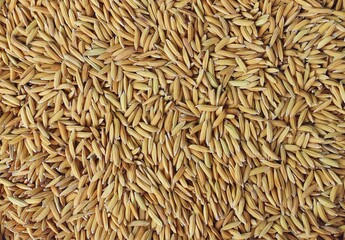 Brown wood door and window surfaces, wood can be processed in a variety of applications. including the design of furniture and decorative items