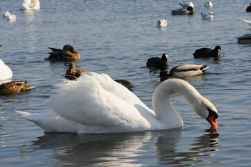 Birds of Ukraine. Swans, gulls and ducks - wintering waterfowl in the Black Sea