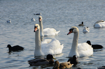 Fototapeta premium Birds of Ukraine. Swans, gulls and ducks - wintering waterfowl in the Black Sea