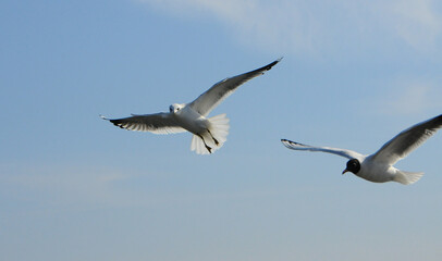Birds of Ukraine.Gulls fly against the blue sky. Wintering waterfowl