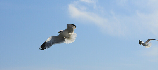Birds of Ukraine.Gulls fly against the blue sky. Wintering waterfowl