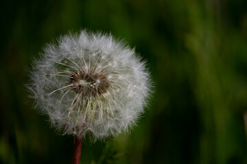 Fototapeta premium dandelion head