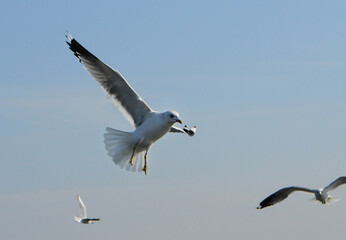 Fototapeta na wymiar Birds of Ukraine.Gulls fly against the blue sky. Wintering waterfowl