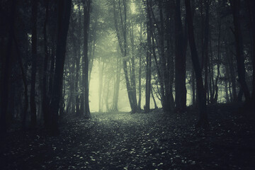 Fototapeta path in dark scary woods at night obraz