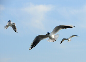 Birds of Ukraine.Gulls fly against the blue sky. Wintering waterfowl