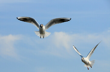Birds of Ukraine.Gulls fly against the blue sky. Wintering waterfowl