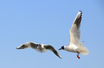 Fototapeta na wymiar Birds of Ukraine.Gulls fly against the blue sky. Wintering waterfowl