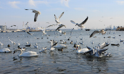 Birds of Ukraine. Swans, gulls and ducks - wintering waterfowl in the Black Sea
