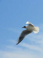 Birds of Ukraine.Gulls fly against the blue sky. Wintering waterfowl