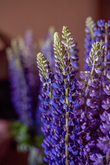 Blue flowers of lupins background