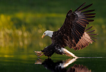 A Bald Eagle Fishing in Maine 