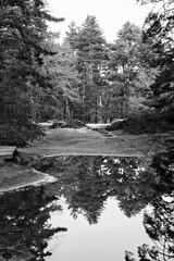 Winter landscape, cold day in the forest