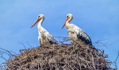 
Two beautiful white storks with orange beaks sitting in a nest enjoying the fresh blue air 