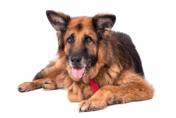 portrait of very old Long Hair German Shepherd Dog