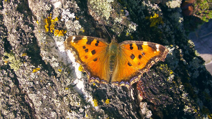 Beautiful butterfly on a tree. The wings of an insect. Fragile butterfly