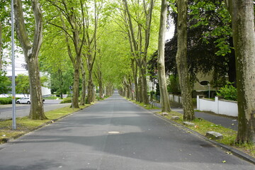 Fototapeta na wymiar Avenue of plane trees in Unna, North Rhine-Westphalia, Germany.