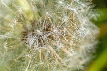 Dandelion outdoors. Summer plant close up. Detailed down on a dandelion