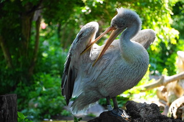 Naklejka premium pelican on the rock
