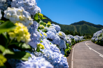 Azores, Hydrangea flowers in selective focus on defocus Flowery road with hydrangea, at the...