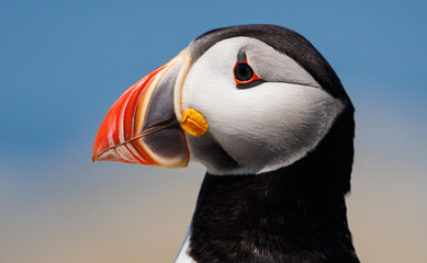 An Atlantic Puffin off the Coast of Maine 
