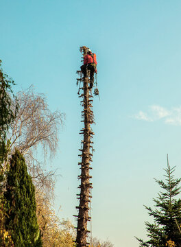 Lumberjack at the top of a tall pine