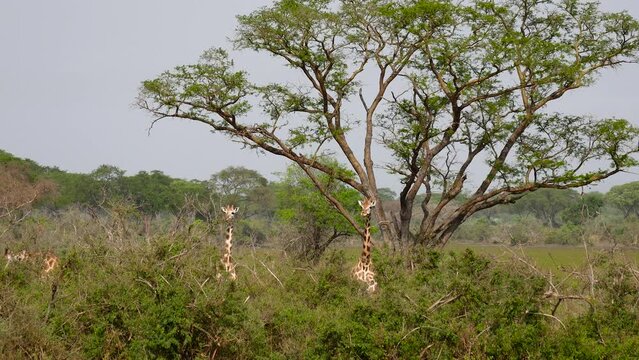 Giraffes In African Acacia Bushes