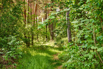 leśna  ścieżka © Marcin Łazarczyk