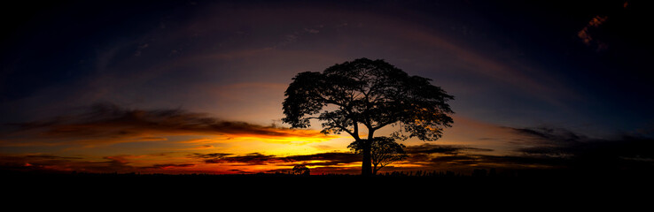 Fototapeta na wymiar Panorama magical sunrise with tree.The silhouette of a tree during sunset with dark cloud.