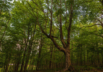 Fototapeta premium Background of a canopy of trees in a forest