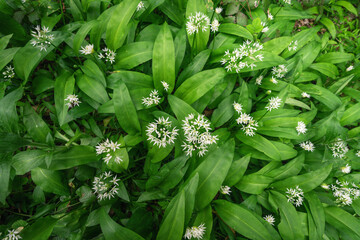 Obraz premium Background of a flowering bush of wild garlic