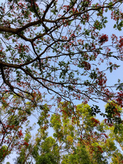 autumn leaves and orange flowers against blue sky