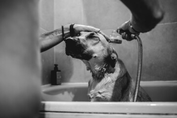 Young and skinny guy giving a tub bath and shower to a beautiful young german shepherd dog in the...