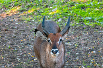 Portrait of an antelope, a waterbuck in a meadow.