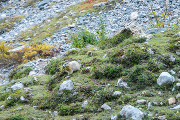 A marmot going out of its hole to check the region, spotted in Carnic Alps, Austria. The animal...