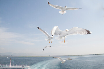Fototapeta na wymiar gulls following the ferry