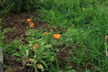 argyranthemum yellow flower macro photo
