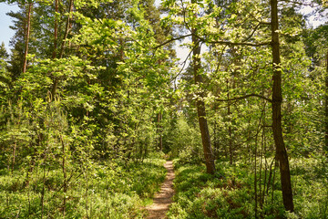 leśna ścieżka