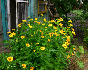 Heliopsis flowers in sunny summer day grows near an old barn