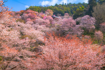 奈良県 世界遺産 吉野山