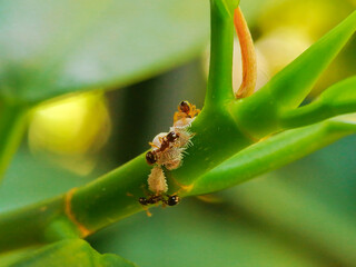 Macro of Insect on green leaf