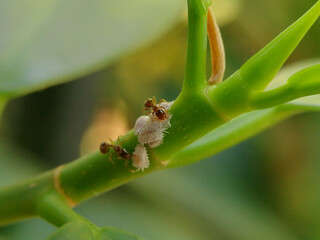 Macro of Insect on green leaf