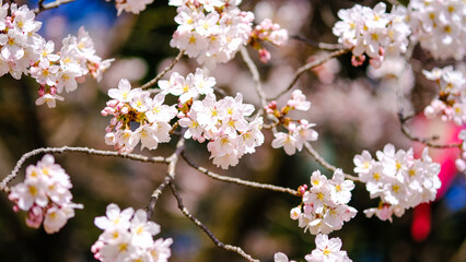 Obraz premium 桜の花