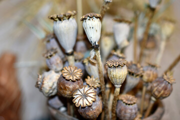 Dry poppy boxes decorative herbarium close-up