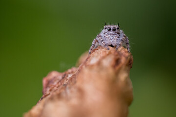 Jumping Spider