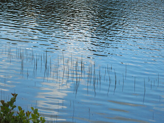Weinfelder Maar, auch Totenmaar genannt, ist ein Maar südöstlich der Stadt Daun in der Eifel, Rheinland-Pfalz 