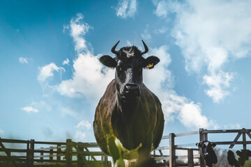A cow in the Netherlands