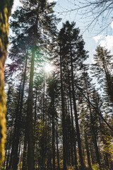 Sunny day in the forest 