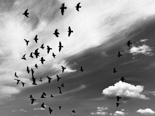 Silhouettes of flying doves in sky with white clouds. Black and white photo.