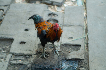 rooster